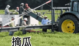 吃瓜摊牌