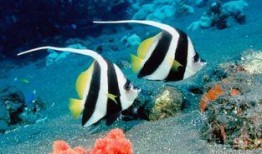 吃瓜热带鱼,揭秘吃瓜热带鱼的趣味生活