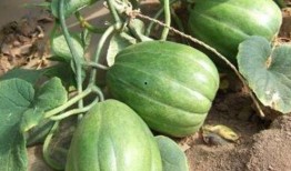 夏天几月份吃瓜