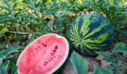 夏天吃瓜解说,瓜果飘香，清凉一夏的美食之旅