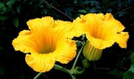 梦到吃鲜瓜,揭秘吃鲜瓜的奇幻之旅