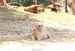 带你吃瓜之肌肉动物,带你探索力量与美的动物世界