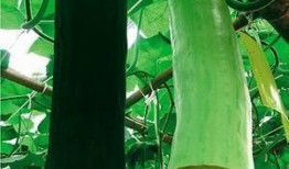 摘谁的瓜吃,一场关于选择与利益的智慧较量