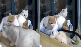 吃瓜猫停车卡,便捷出行，轻松停车新体验