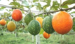 天天吃吊瓜行吗