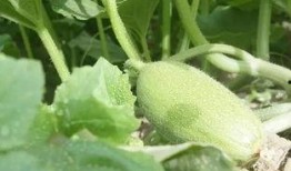 新疆围炉吃瓜,围炉吃瓜，共享夏日清凉时光