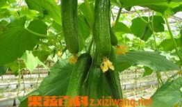 晚上吃乳瓜,探寻夜晚美食的独特魅力