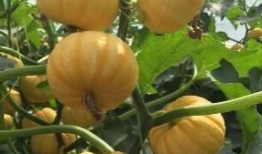 农科院吃瓜,探索瓜类种植的奥秘与乐趣