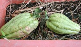 人流可以吃葫芦瓜,葫芦瓜美食盛宴