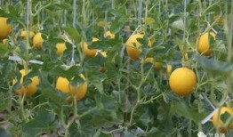 湖州吃瓜大王,揭秘瓜界传奇人物