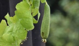 大家可以吃瓜,揭秘明星幕后故事