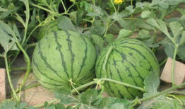 太原学校吃瓜事件