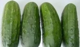 晚上吃乳瓜,探寻夜晚美食的独特魅力