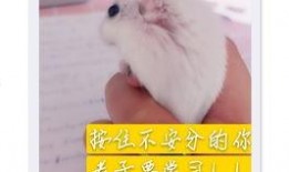 老鼠吃瓜图,揭秘老鼠吃瓜的欢乐瞬间