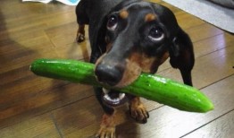 吃瓜小狗壁纸,萌态可掬，趣味横生的视觉盛宴