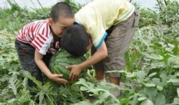 南京校园吃瓜事件,揭秘校园网络舆论风波