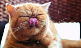 猫吃籽瓜,籽瓜的诱惑与猫儿的欢愉