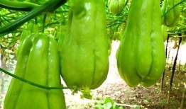 圆护瓜怎么吃,解锁美味新体验