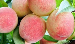 花哥吃瓜不迷路水蜜桃,揭秘水蜜桃背后的甜蜜故事