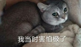 吃瓜瞎猫,揭秘娱乐圈幕后真相