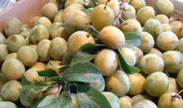 文安吃瓜梅子,夏日消暑佳品，吃瓜梅子的独特魅力