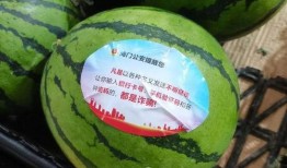 吃瓜贴纸,揭秘网红吃瓜贴纸背后的趣味与潮流