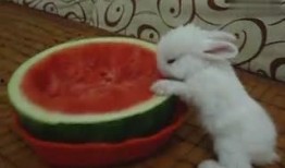 吃瓜的兔子11183,趣味横生的网络现象