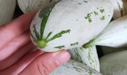 光遇瓜吃瓜,揭秘游戏背后的精彩故事