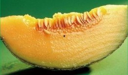 孕早期一天吃一个哈密瓜,哈密瓜助力孕妈健康营养之旅