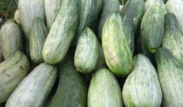 粉丝吃瓜故事,粉丝吃瓜背后的故事揭秘