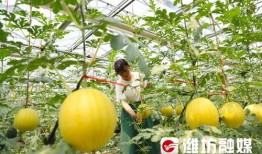 潍坊吃瓜老师,揭秘校园里的趣味生活