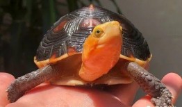 带你吃瓜小黑龟,带你领略“带你吃瓜小黑龟”的独特魅力