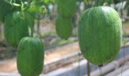 济南摩友吃瓜,一场“吃瓜”引发的骑行圈热议事件