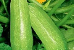 小瓜痛风可以吃,合理搭配，健康生活