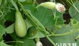 长期吃小红瓜好吗,健康益处与注意事项揭秘