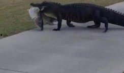 鳄鱼吃大型的瓜,揭秘巨型瓜果的神秘命运