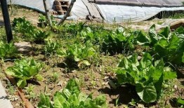 绿树吃瓜的视频,一场别开生面的自然美食之旅