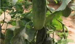 长宁锦园吃瓜,揭秘网红吃瓜基地的幕后故事