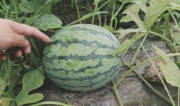 最近在吃瓜吗,真相与谣言的较量