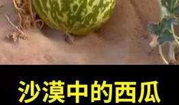 新西兰吃瓜冷知识,揭秘南半球独特的瓜果文化