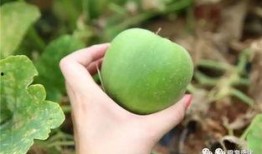 长梨瓜怎么吃,解锁美味新体验