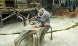 狗吃冰镇地雷瓜,狗狗爱上冰镇地雷瓜