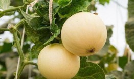 吃瓜咽喉灼烧,揭秘夏日消暑美食背后的健康隐患