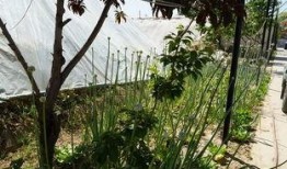 绿树吃瓜的视频,一场别开生面的自然美食之旅