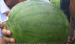 西南农业吃瓜,瓜果飘香，丰收在望