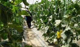 吃露天瓜的视频,共享露天瓜果时光