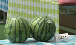 吃瓜上海杭州,探寻上海与杭州的美食风情之旅