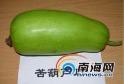 海南葫芦瓜怎么吃,海南葫芦瓜的多样食法探索