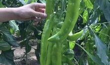 勒城吃瓜,揭秘吃瓜群众的狂欢盛宴