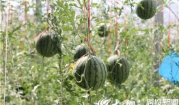 吃瓜网-免费吃瓜51,揭秘吃瓜网热门话题背后的真相